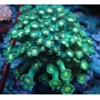 coral goniopora lobata eyes yellow pq