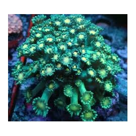 coral goniopora lobata eyes yellow pq