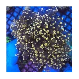 coral frogs golden orange 03 boca