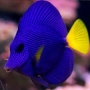tang purple gr