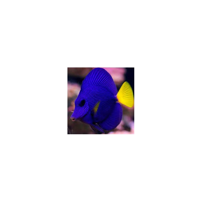 tang purple gr