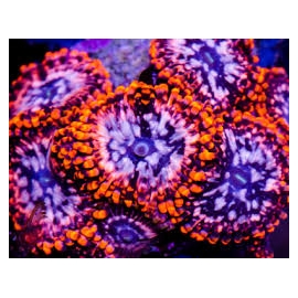 coral palythoa utter chaos 40 polipos