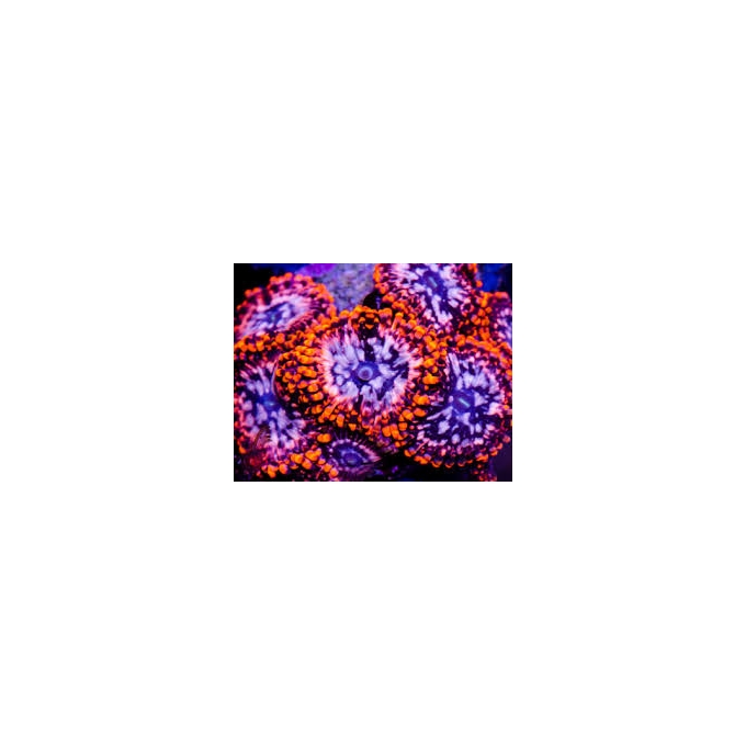 coral palythoa utter chaos 40 polipos