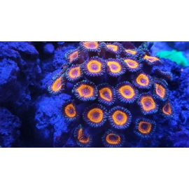 coral palythoa armor of god colonia