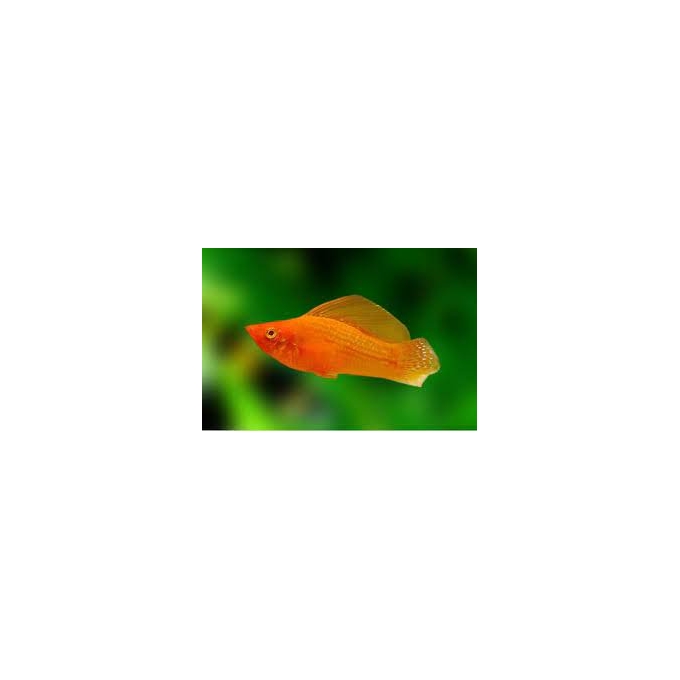 molinesia albina
