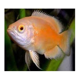 oscar red ruby albino gr