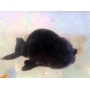 kinguio ranchu negro md