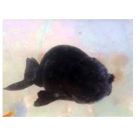 kinguio ranchu negro md