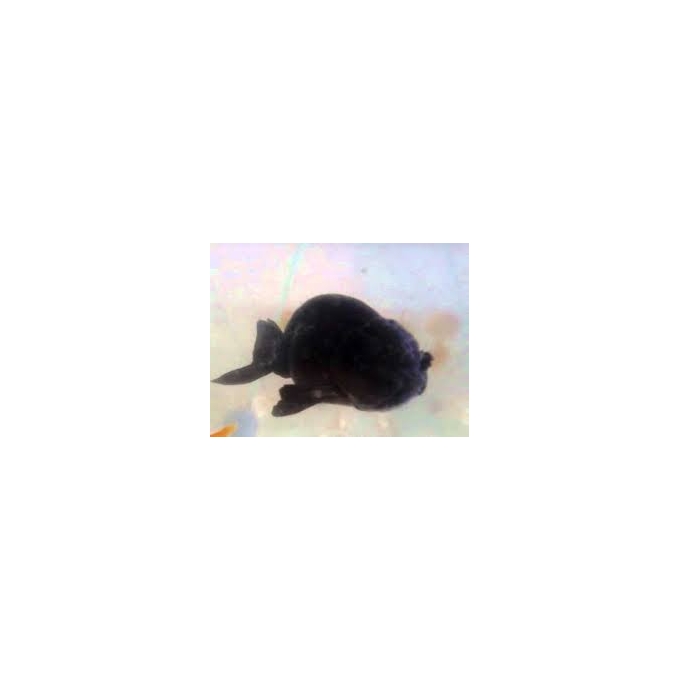 kinguio ranchu negro md