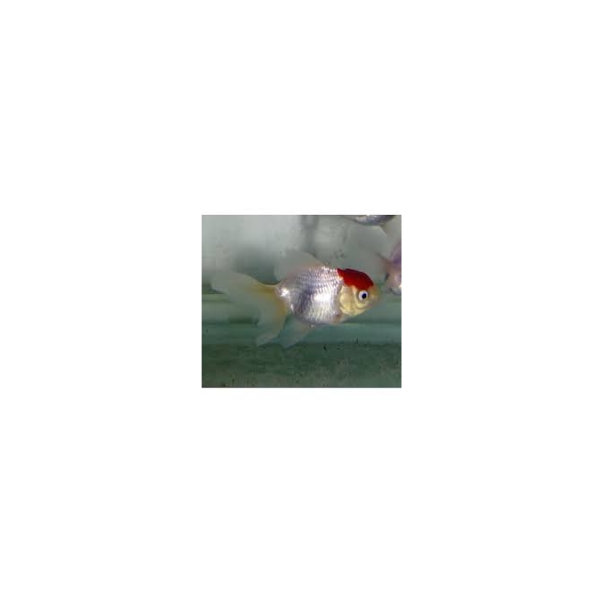 kinguio red cap pq