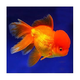 kinguio oranda red md/gr