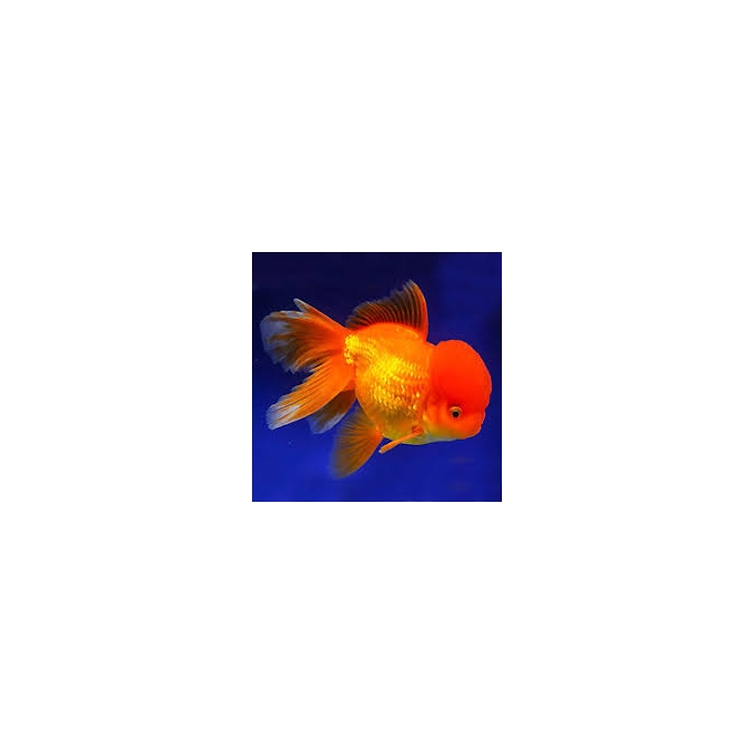 kinguio oranda red md/gr