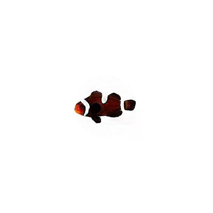 palhaco ocellaris black extreme misbar