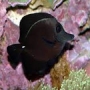 tang black peq