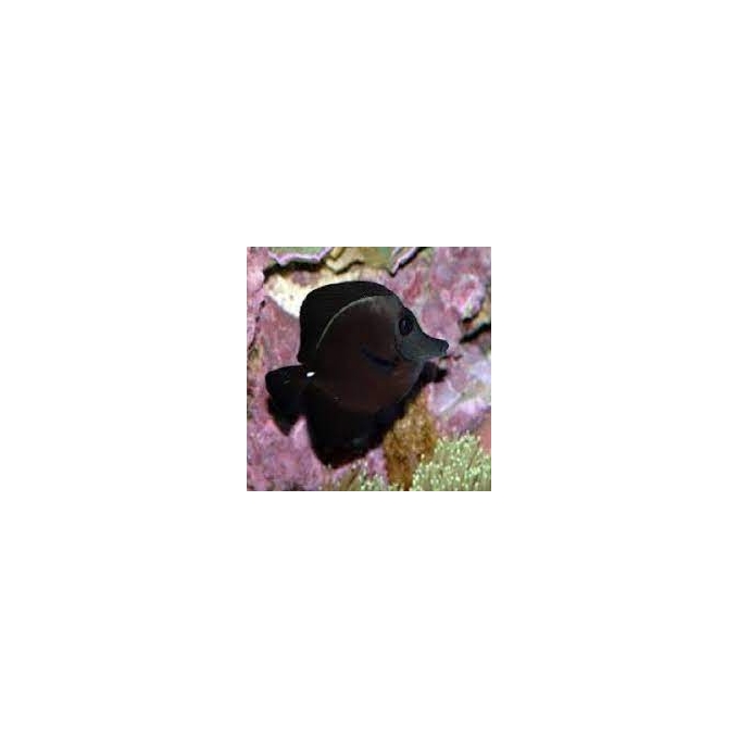 tang black peq