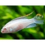 kribensis albino