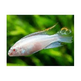 kribensis albino