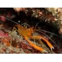 CAMARAO STENOPUS ORANGE