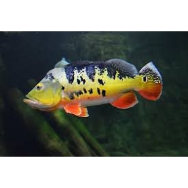 TUCUNARE FOGO 10-12CM