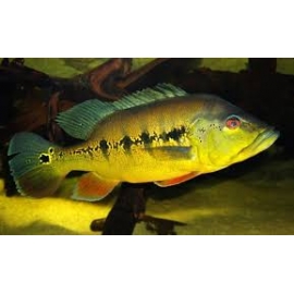 TUCUNARE INTERMEDIA 40CM 