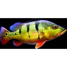 TUCUNARE MONOCULUS 30CM