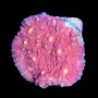 CORAL MONTIPORA CALICE GOLDEN EYES MUDA