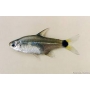 tetra notomelas