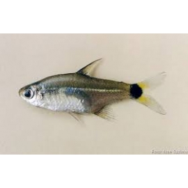 tetra notomelas