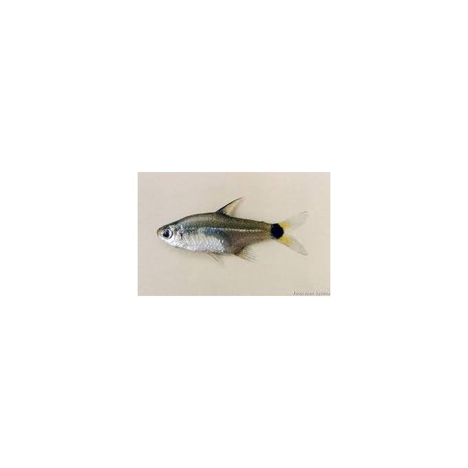 tetra notomelas