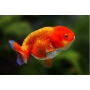 kinguio ranchu red pq