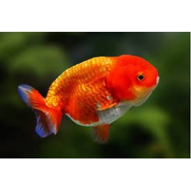 kinguio ranchu red pq