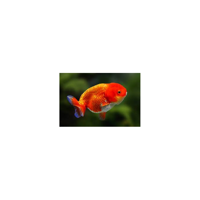 kinguio ranchu red pq