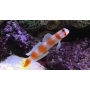 goby flagtail