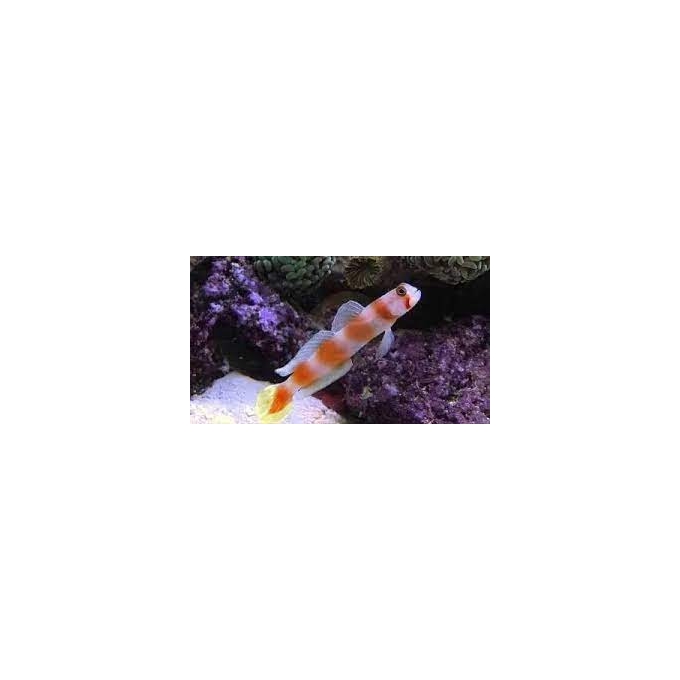 goby flagtail