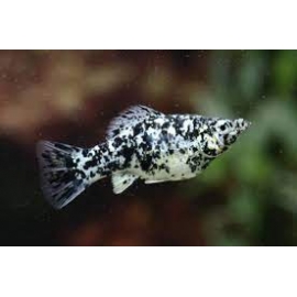 molinesia dalmata red extra