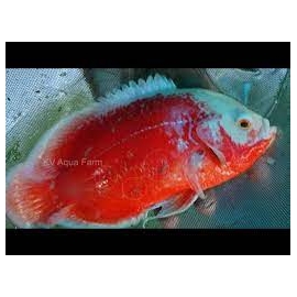 oscar chilly red tiger md