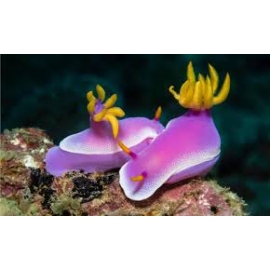 lesma do mar purple orange