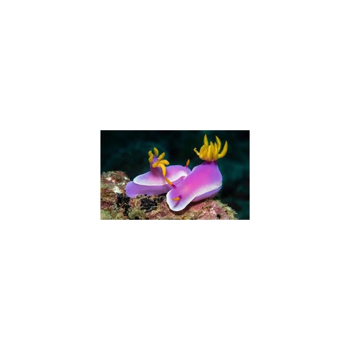 lesma do mar purple orange