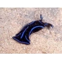 lesma do mar blue velvet