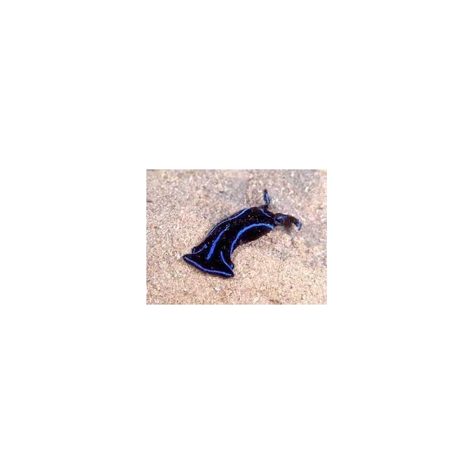 lesma do mar blue velvet