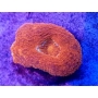 Coral acan bowerbank Orange 01 boca
