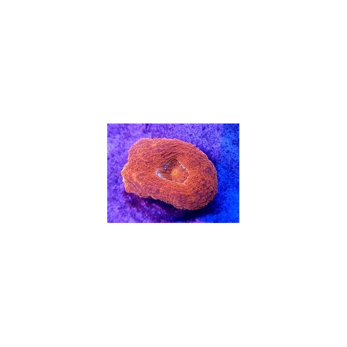 Coral acan bowerbank Orange 01 boca