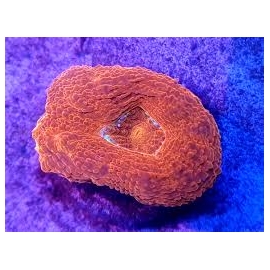 CORAL ACAN BOWERBANKI ORANGE 03 BOCA