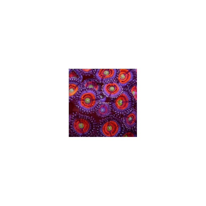 coral palythoa armou of god 02 boca