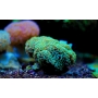 coral hammer wall green gr