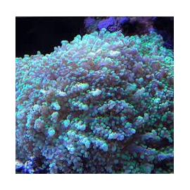 CORAL FROGS BRANCH YAMAMENSIS OCTOPUS GR