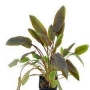 planta n cryptocoryne wendtii tropica tk