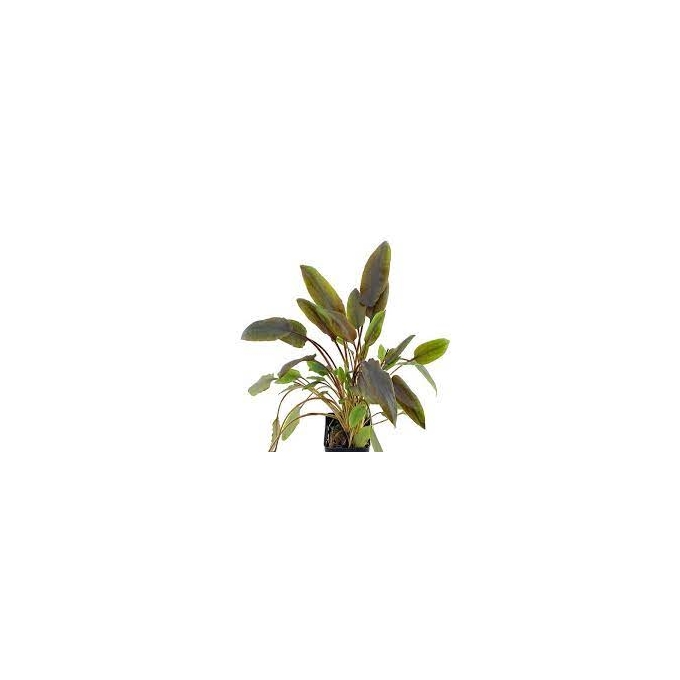 planta n cryptocoryne wendtii tropica tk