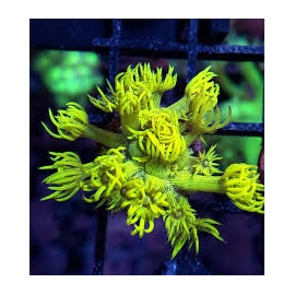 CORAL GONIOPORA STOKESI YELLOW MD