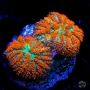 CORAL MUSH RODACTIS FOREST FIRE POLIPO